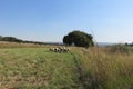 A herd of sheep walking on a short cut grass pathway towards a willow tree surrounded by long grass fields under a blue sky Royalty Free Stock Photo