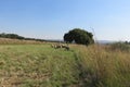 A herd of sheep walking on a short cut grass pathway towards a willow tree surrounded by long grass fields under a blue sky Royalty Free Stock Photo