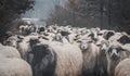 Herd of sheep walking through a village Royalty Free Stock Photo