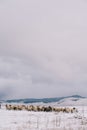 Herd of sheep walks through a snow-covered pasture in a mountain valley Royalty Free Stock Photo