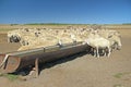 Herd of sheep Royalty Free Stock Photo