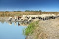 Herd of sheep Royalty Free Stock Photo