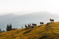 Herd of sheeps in autumn mountains Royalty Free Stock Photo