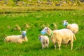 Herd of sheeps with face mask