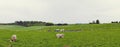 Herd of sheeps on a field, Panorama.