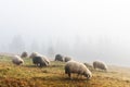 Herd of sheeps in foggy autumn meadow Royalty Free Stock Photo