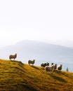 Herd of sheeps in autumn mountains Royalty Free Stock Photo