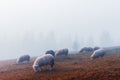 Herd of sheeps in autumn mountains Royalty Free Stock Photo