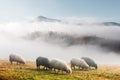 Herd of sheeps in spring mountains Royalty Free Stock Photo