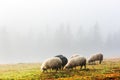 Herd of sheeps in spring mountains Royalty Free Stock Photo