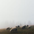 Herd of sheeps in spring mountains Royalty Free Stock Photo