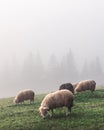 Herd of sheeps in spring mountains Royalty Free Stock Photo