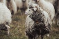 Herd of sheeps grazing on a field in the countryside