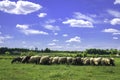 Herd of sheeps grazing on green pasture Royalty Free Stock Photo