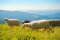 Herd sheeps grazing mountains Carpathians