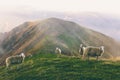 Herd of sheeps grazing in spectacular scenery foggy autumn mountains. Mammal domestic animal stands tall for the camera Royalty Free Stock Photo