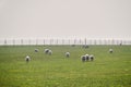 Herd of sheeps on the green foggy meadows. White sheeps on the pasture with big fence on background.