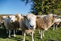 Sheeps on a green meadow Royalty Free Stock Photo