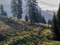 Herd of sheeps ina the morning in Bihor carst mountains in Apuseni in Romania