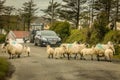 Flock of sheeps interrupting the traffic. Ireland