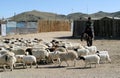 Herd of sheeps in Mongolia Royalty Free Stock Photo