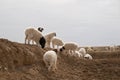 Herd of sheeps Royalty Free Stock Photo