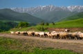 A herd of sheeps on the mountains road
