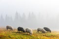 Herd of sheeps in spring mountains Royalty Free Stock Photo