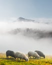 Herd of sheeps in spring mountains Royalty Free Stock Photo