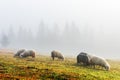 Herd of sheeps in spring mountains Royalty Free Stock Photo