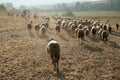 Herd of sheeps walking on a field Royalty Free Stock Photo