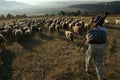 Herd of sheeps walking on a field Royalty Free Stock Photo