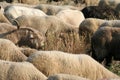 Herd of sheeps walking on a field Royalty Free Stock Photo