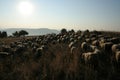 Herd of sheeps walking on a field Royalty Free Stock Photo