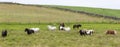 Herd of Shetland Ponies with long hair standing in wind on short grass