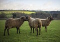 Herd of Shetland Sheep Royalty Free Stock Photo