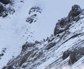 Herd of Siberian Ibex on rocky mountain slope in the process of migration