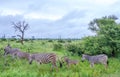 Family group of zebras on the savanna