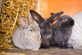 Herd of small gray bunnies in the hutch with hay