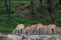 A herd of small sika deer is eating at the edge of the forest Royalty Free Stock Photo