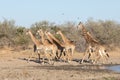 Herd of Southern Giraffe running, Kruger Park