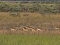 Herd Southern lechwe, Kobus leche, in tall grass, at Lake Horseshoe in Bwabwata, Namibia