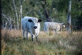 Herd of speckle park cows in a field grazing on pasture on a regenerative, organic, sustainable farm