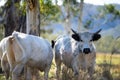 Herd of speckle park cows with horn in a field