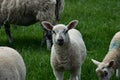Herd of Speckled Face Lambs in a Grass Field