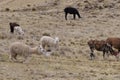 A herd of speckled llama Q\'ara and white alpaca huancaya grazing in yellow grasslands. Location: Peruvian rural highlands