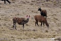 A herd of speckled llama Q\'ara and white alpaca huancaya grazing in yellow grasslands. Location: Peruvian rural highlands