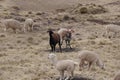 A herd of speckled llama Q\'ara and white alpaca huancaya grazing in yellow grasslands. Location: Peruvian rural highlands