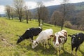 Herd of spotted cows surrounded by nature in the Swiss Alps, in the Canton of Jura