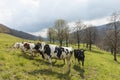 Herd of spotted cows surrounded by nature in the Swiss Alps, in the Canton of Jura